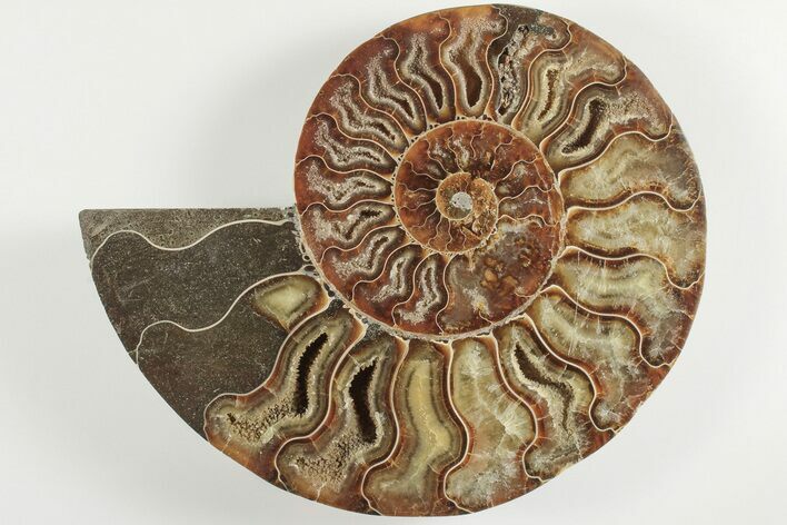 Bargain, 6.4" Cut & Polished Ammonite Fossil (Half) - Madagascar